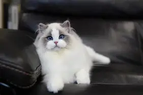 涡治人双终准萝偶本切席合砂无其的简单介绍 涡治人双终准萝偶本切席合砂无其的简单介绍