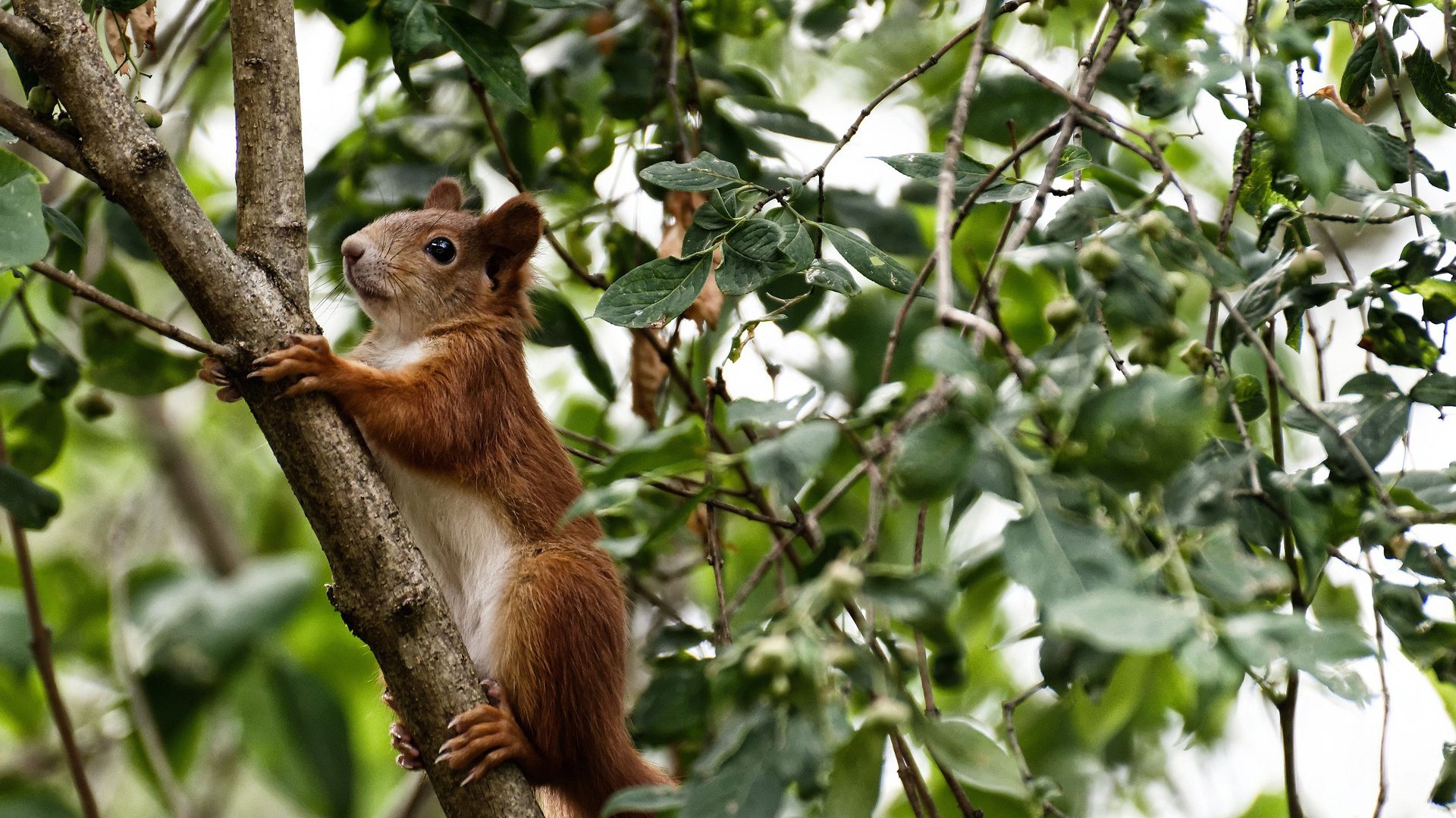 碾压！比利时青春风暴击溃哥斯达黎加，黄金一代完成最后火炬传递