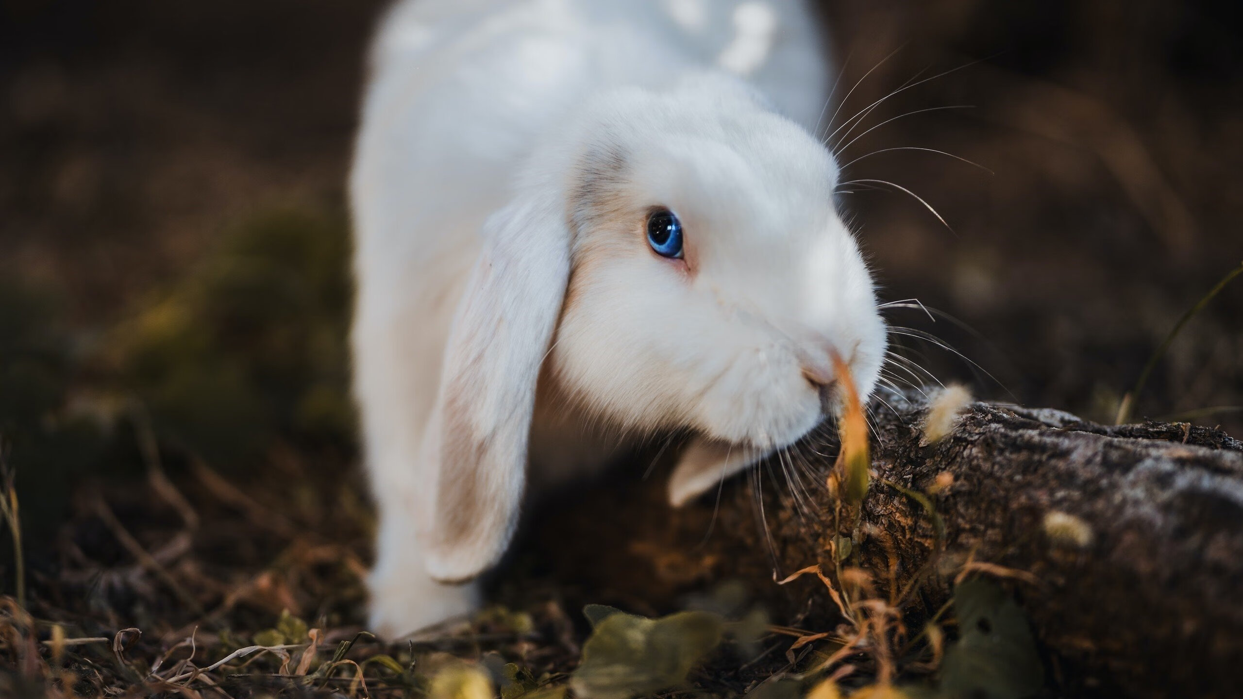 当约基奇的魔法席卷深圳，一场跨越篮球次元的降维打击