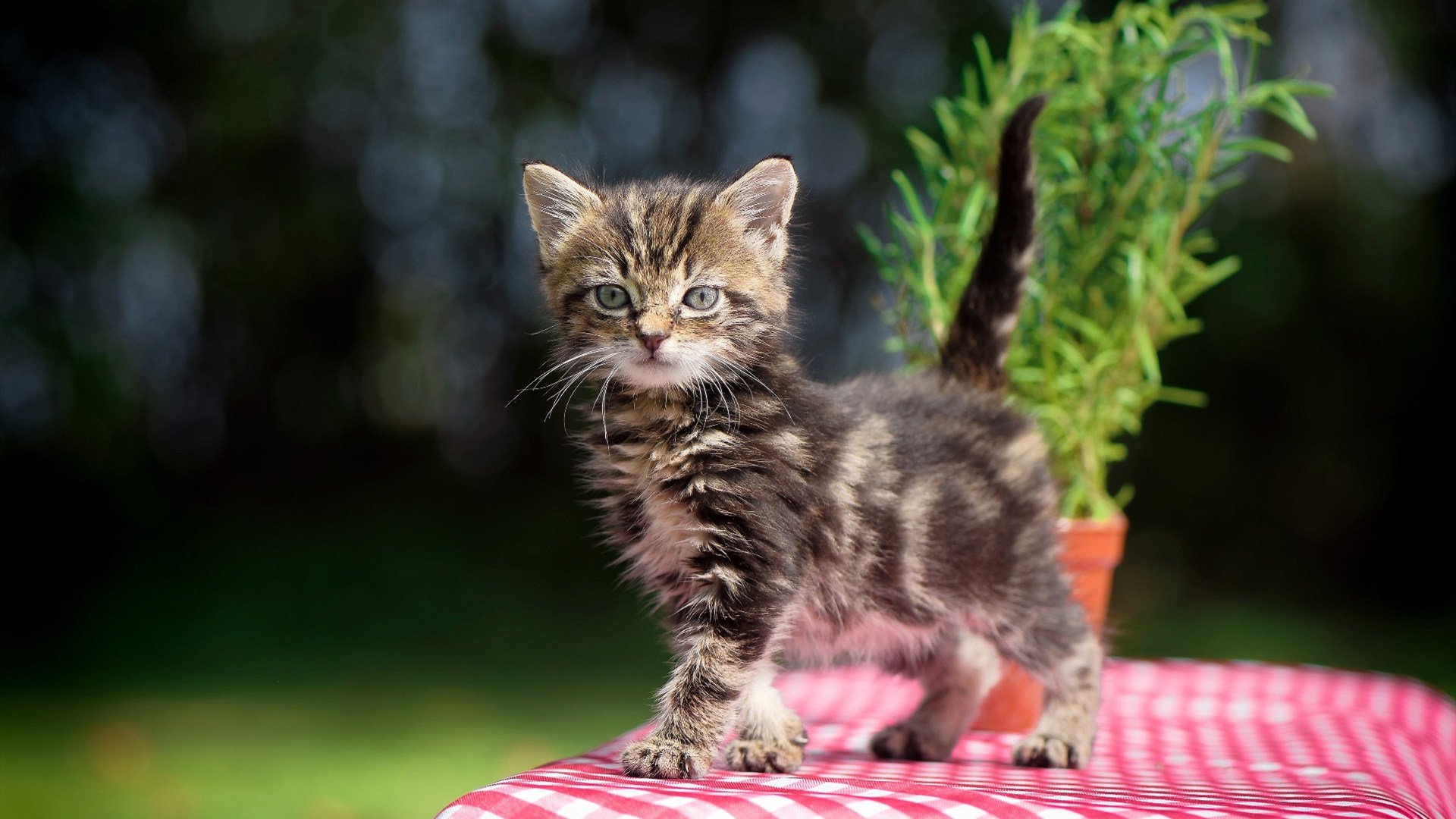 孙兴慜的怒吼刺破洪都拉斯铁幕，英格兰的叹息回荡在战术迷宫