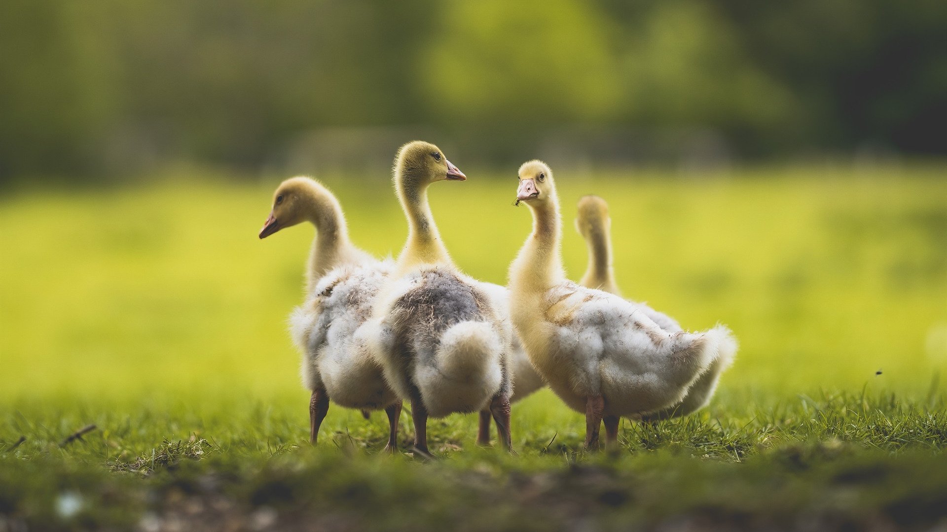 开云体育入口-巴尔韦德关键节点连续得分，贝蒂斯欧战完胜瑞典劲旅