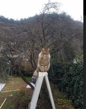 开云体育app-扛鼎之星，蒂亚戈引领几内亚爆冷击败曼城