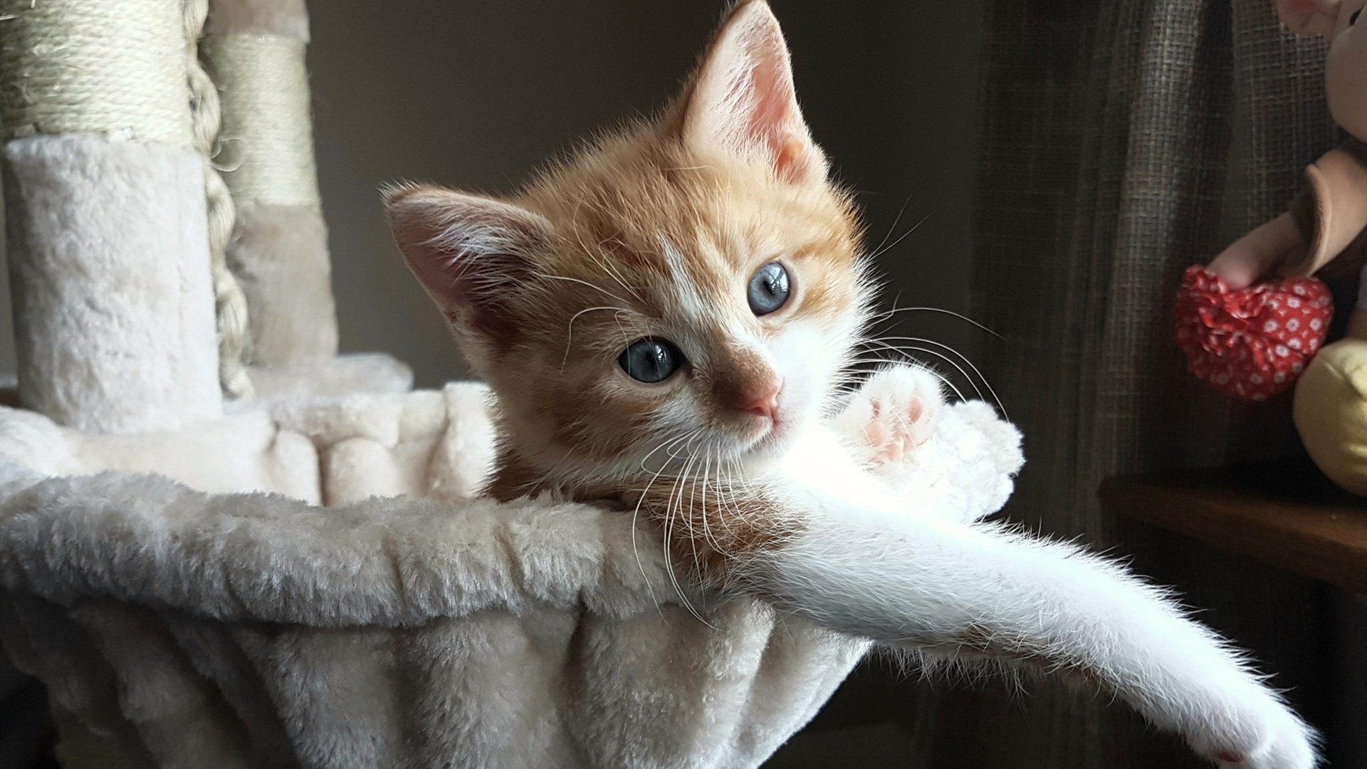 塞内加尔对阵新西兰，马丁内利一传一射刷新纪录，非洲足球新势力崛起