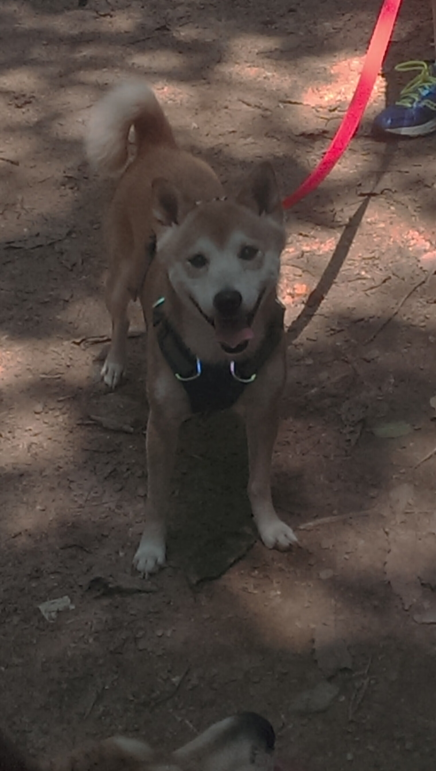 开云体育-当绿茵教科书驶入F1之夜,维尼修斯的赛道完美秀