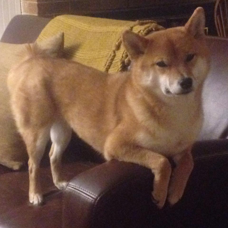 布伦森个人秀,湖人对阵吉林队中的全能表现