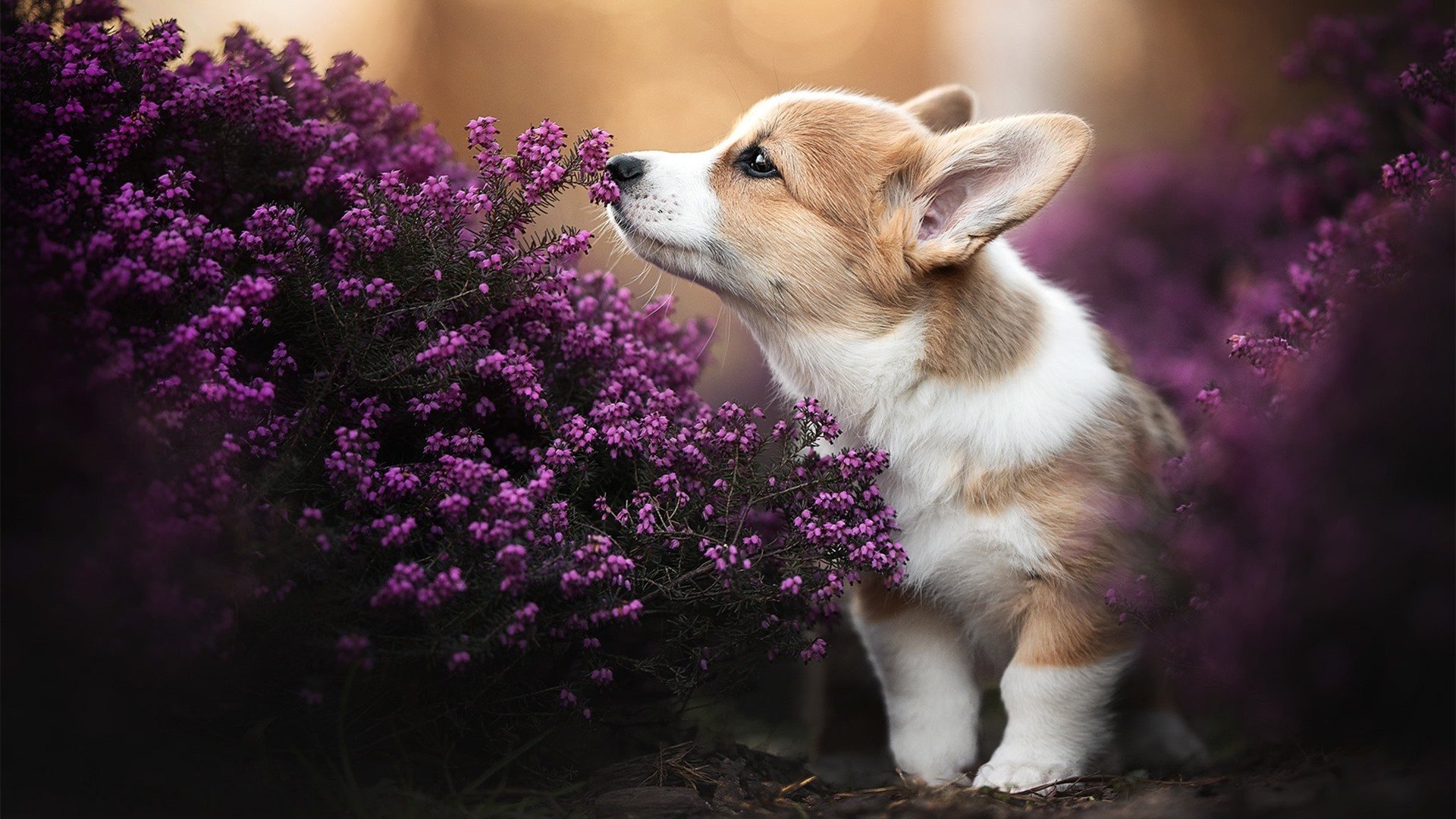 开云体育下载-迪巴拉魔力闪耀，秘鲁爆冷击败瑞士，艺术足球压制精密钟表