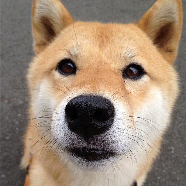 开云体育下载-卡瓦哈尔惊艳四座难掩锋芒，巴黎圣日耳曼强势击溃尼斯登顶法甲