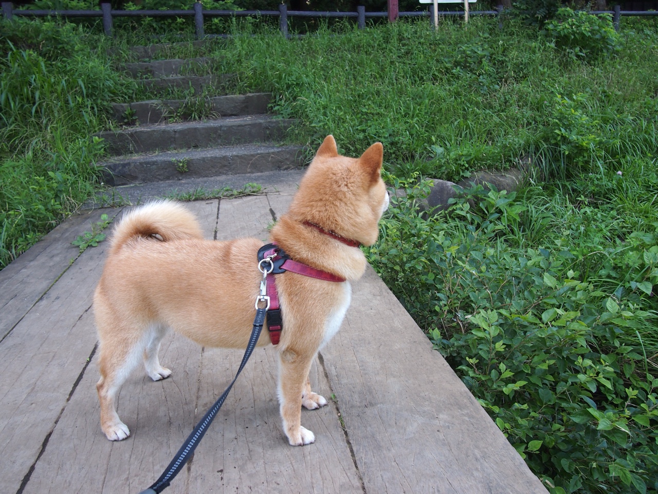 范戴克进攻端无人可挡,中国与厄瓜多尔友谊赛的战术革命