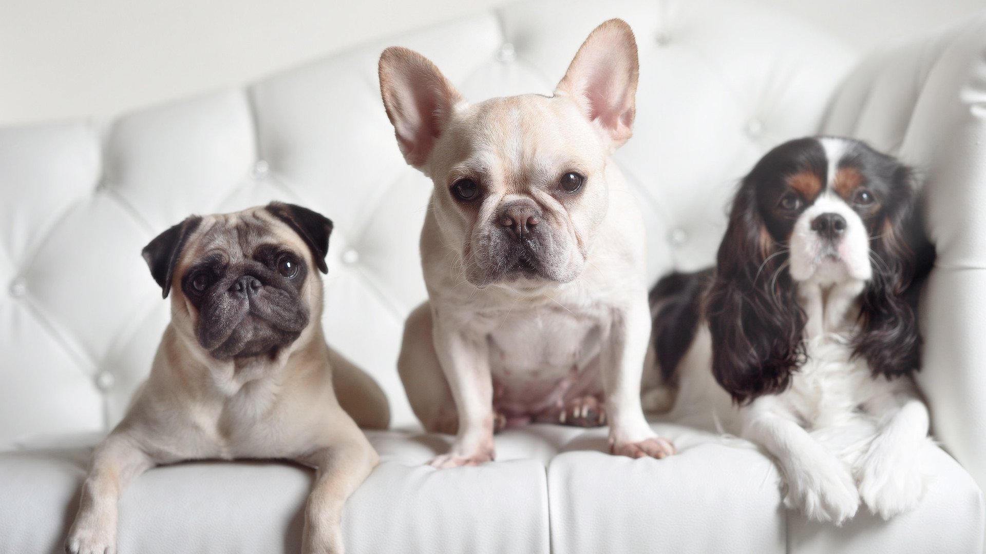 卡拉斯科状态火热，冰岛硬仗取胜马里