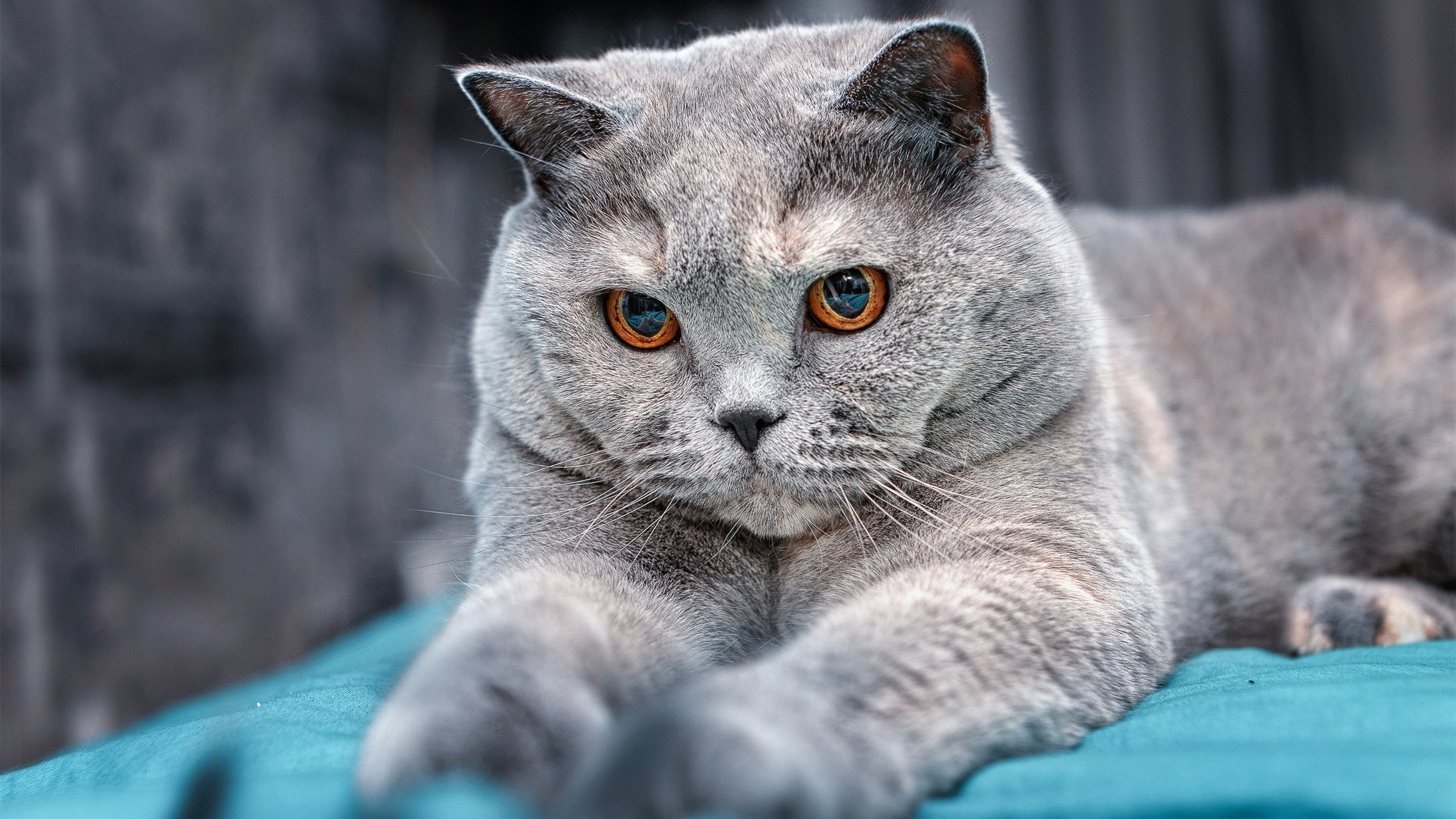 卡塞米罗个人能力全解析,贝蒂斯在墨西哥之战的节奏掌控艺术