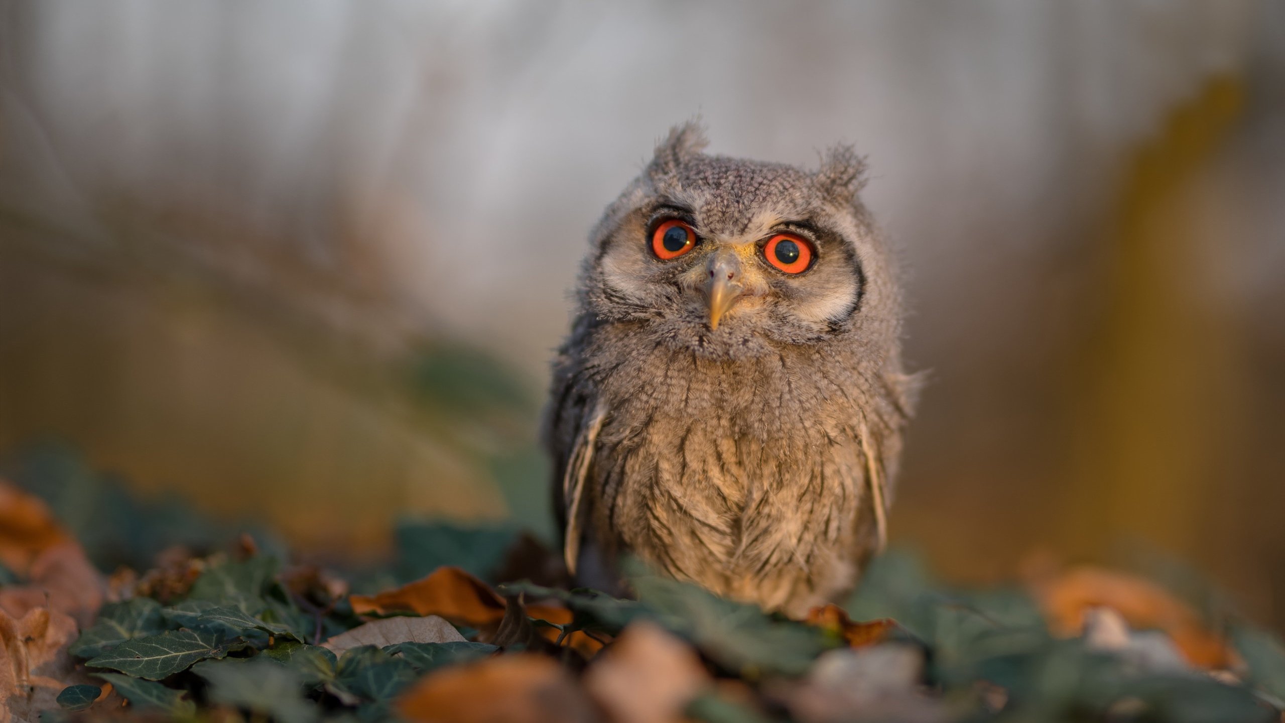 开云官网-沉默投手的咆哮，穆勒生涯之夜引爆加拿大惊天逆转