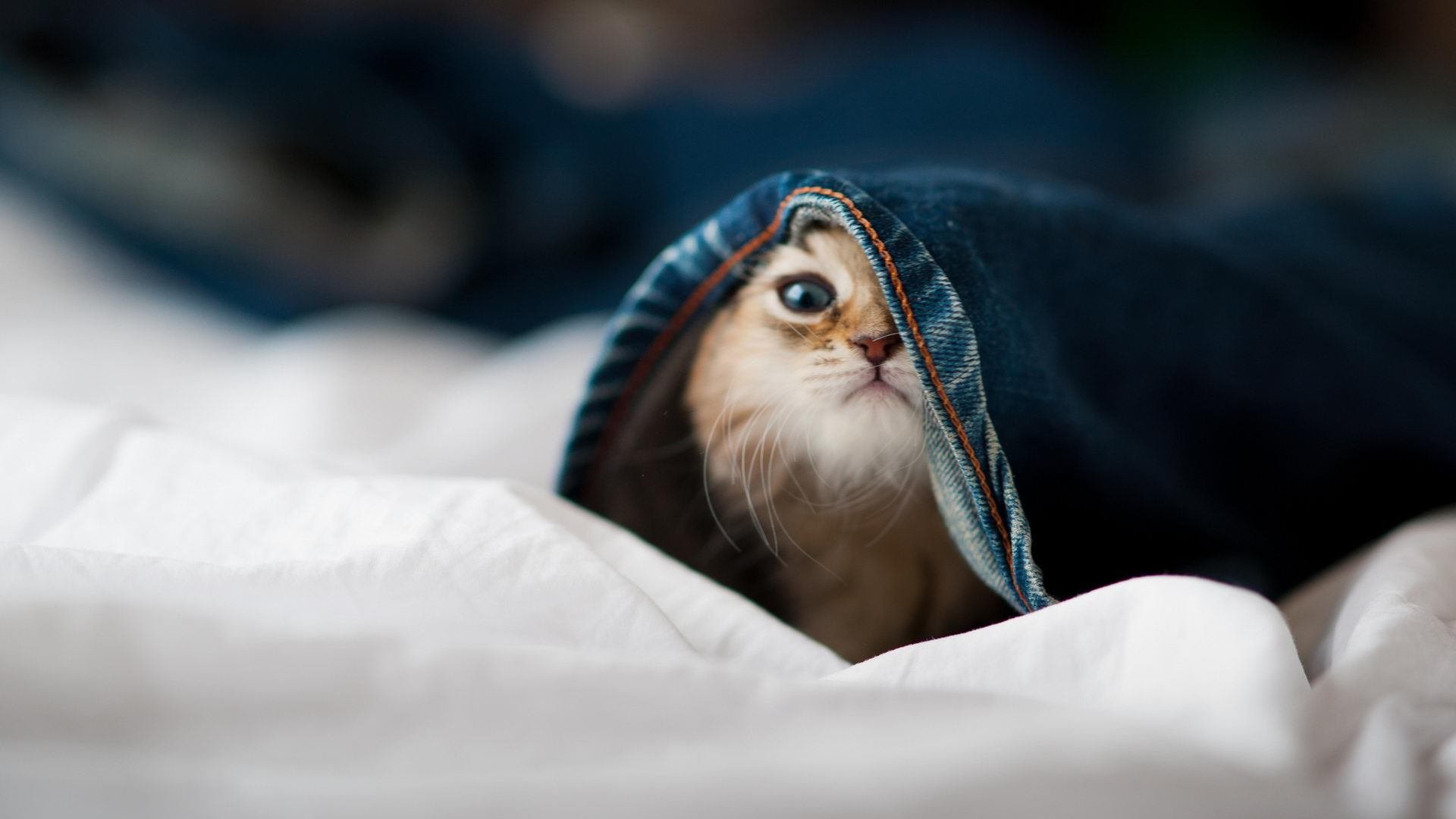 开云体育平台APP-拯救纽约，拉梅洛在对阵广东队的夜空下完成自我救赎