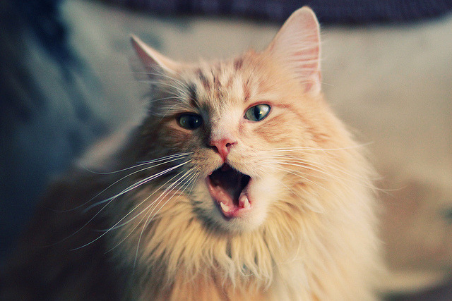 开云平台-东方铁幕，当切特用防守哲学锁死爵士的每一个呼吸