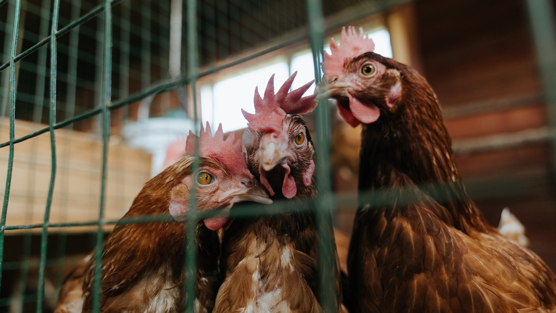东方铁幕,当切特用防守哲学锁死爵士的每一个呼吸