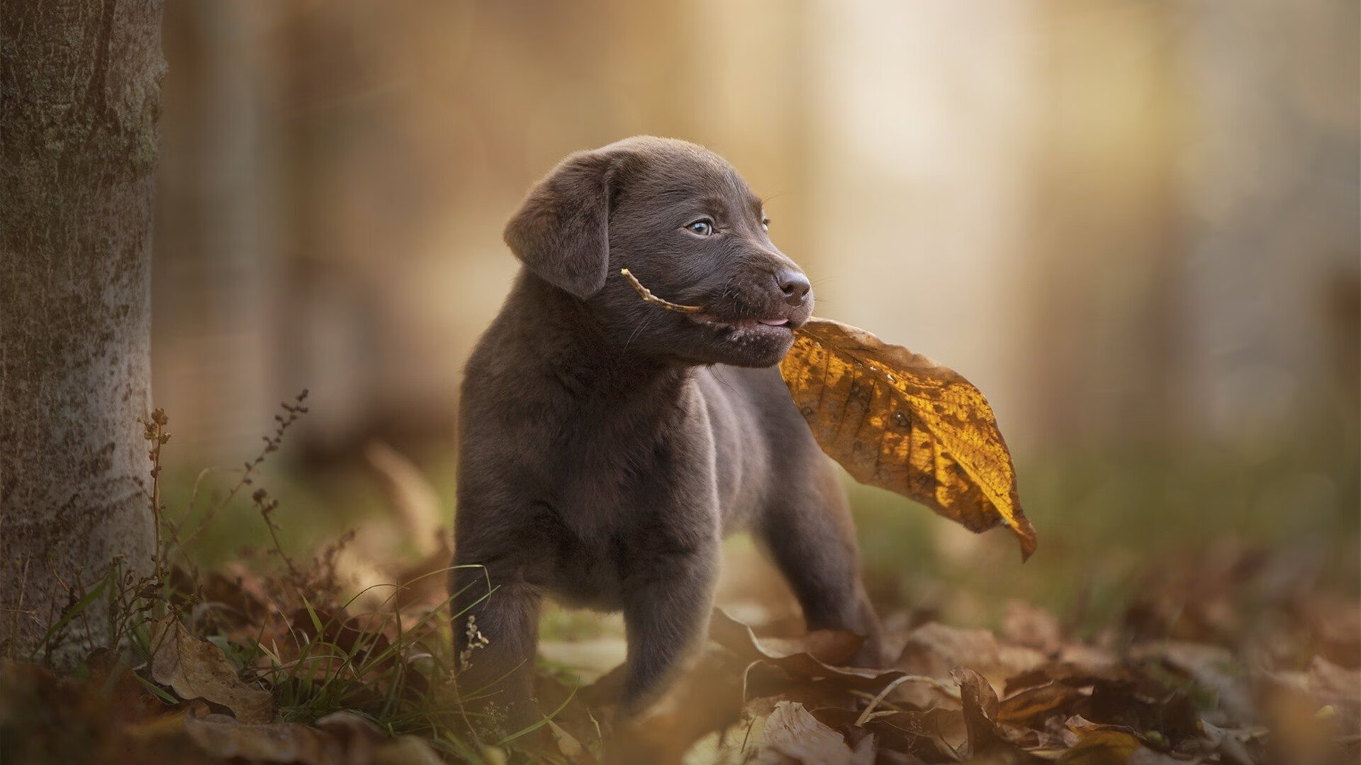 关键一击定胜负,德里赫特破僵局,德国战车火力全开力压韩国