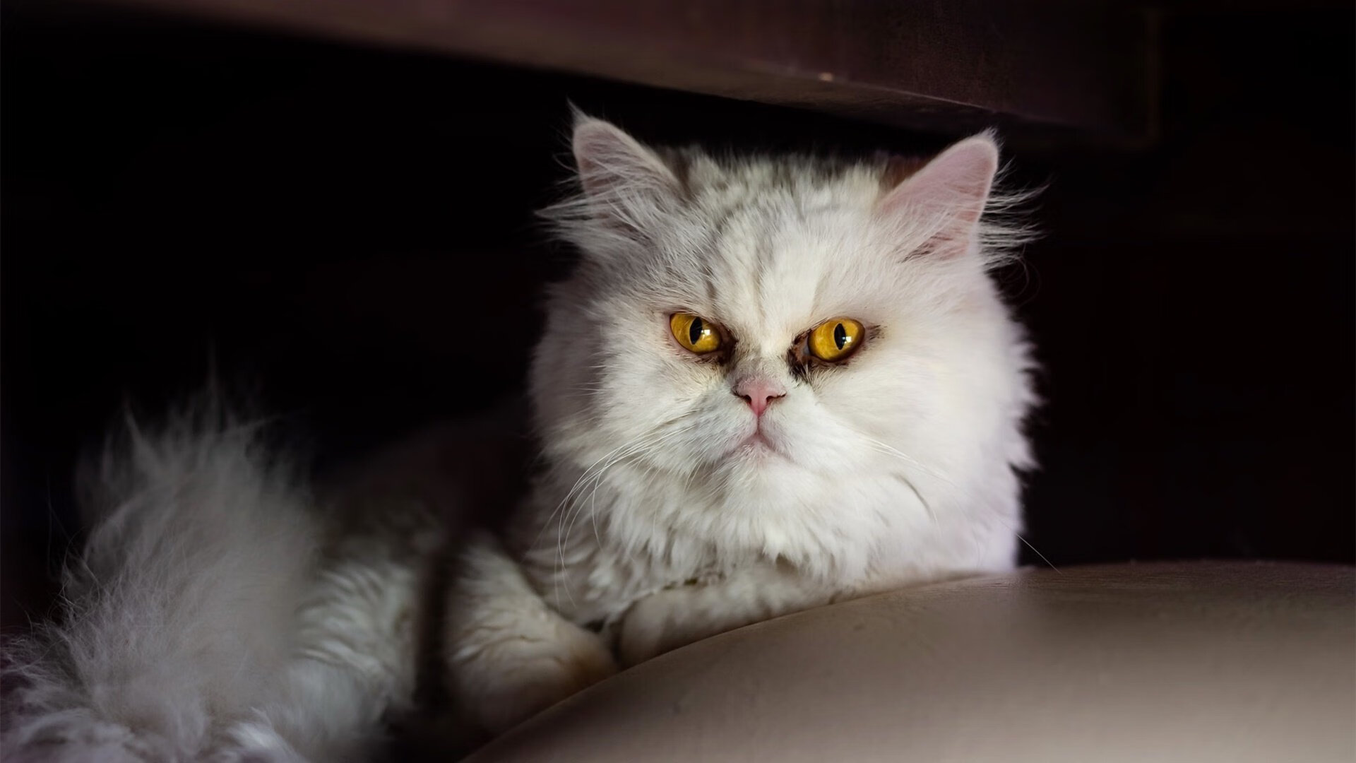 麦迪逊的审判之夜，尼克斯如何用铁血将公牛的玫瑰梦碾碎？