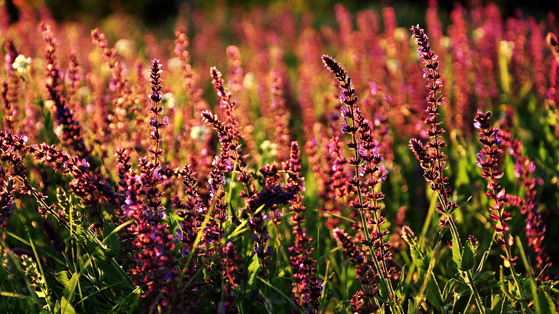 神话再临,内马尔成为胜负手,几内亚终结突尼斯暗夜与狂想
