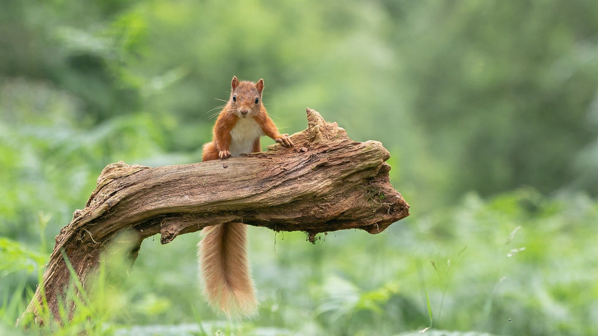 夜之统治者，穆勒在F1街道赛的绝对主宰