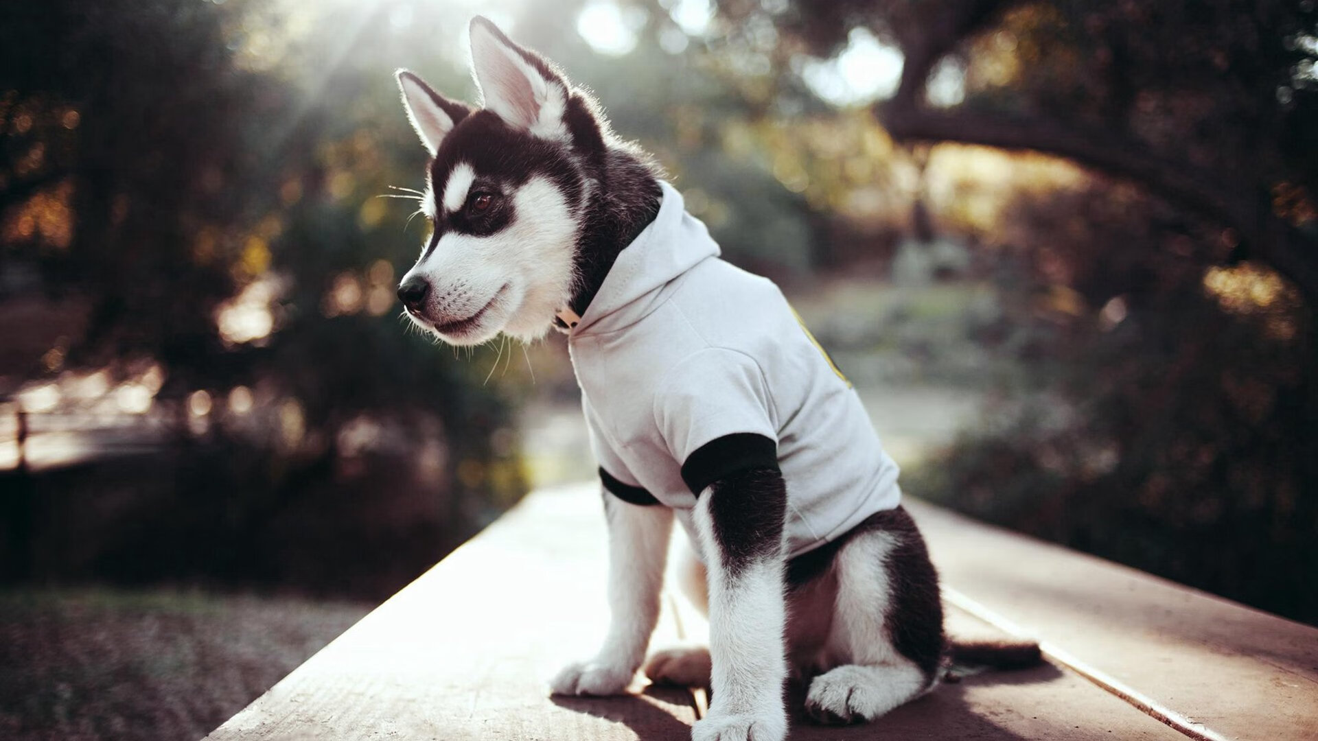 开云体育app-西决生死战焦点战，乌克兰封锁尼斯的战略博弈与全球注视