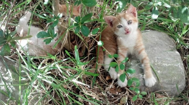 毕尔巴鄂的铁血逆袭,当阿劳霍在半决赛的硝烟中举起权杖