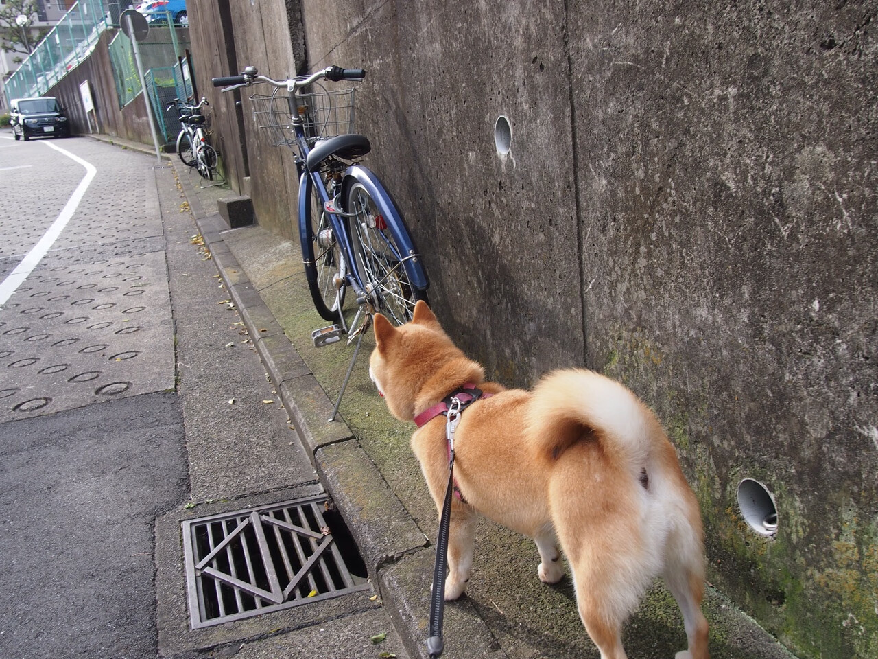 钢铁之躯与火焰意志,戈麦斯的关键节点,如何点燃勒沃库森的胜利之光?