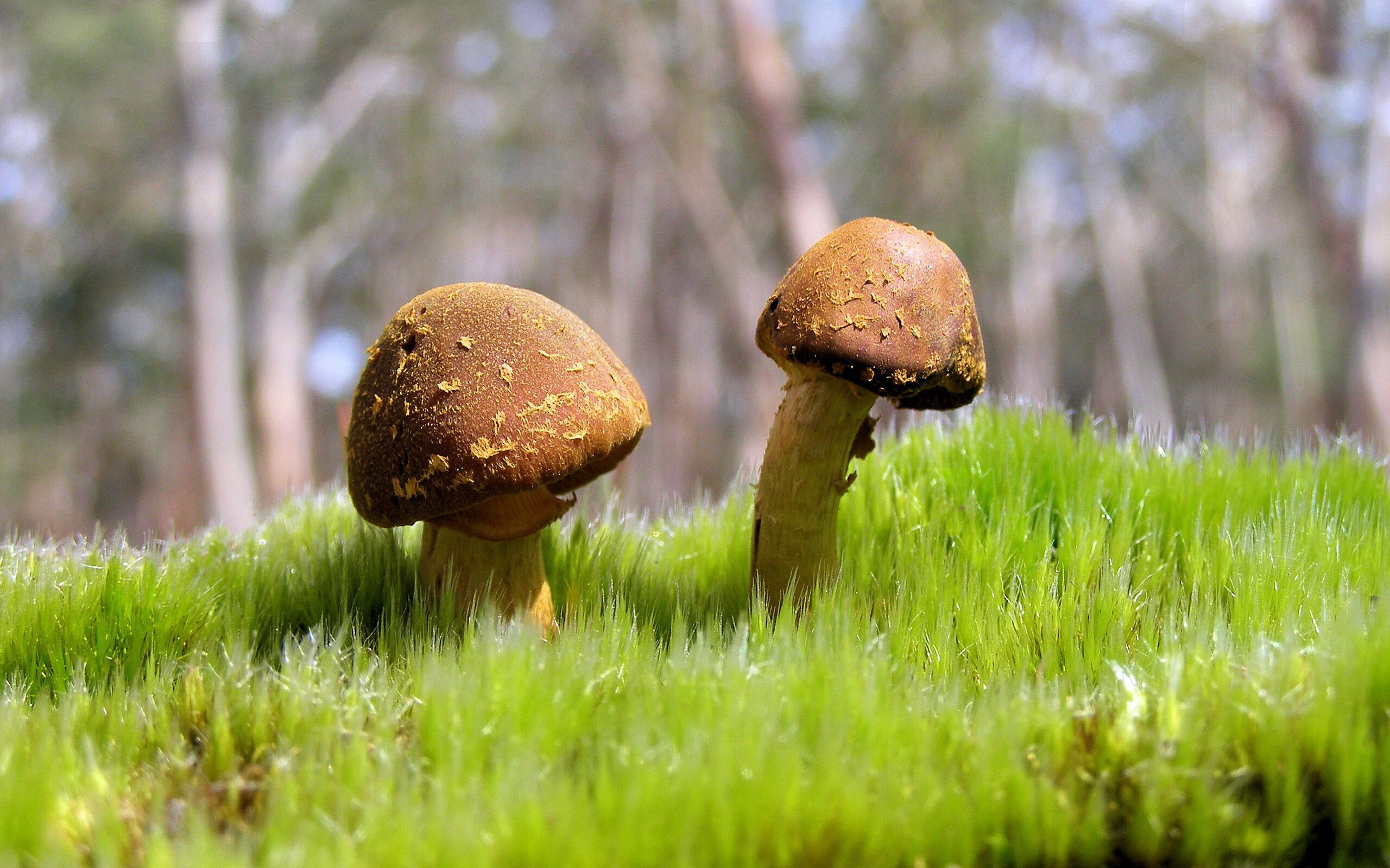 北极星与暴风雪,当詹姆斯的智慧指引吉林撕裂凯尔特人堡垒