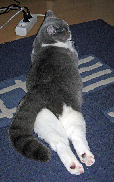 跨界风暴,老鹰绝杀上海队,塔图姆F1争冠赛上演传奇接管