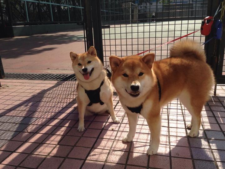 小贾伦关键节点连砍分难挽败局,辽宁队铁血防守锁死掘金喜迎胜利