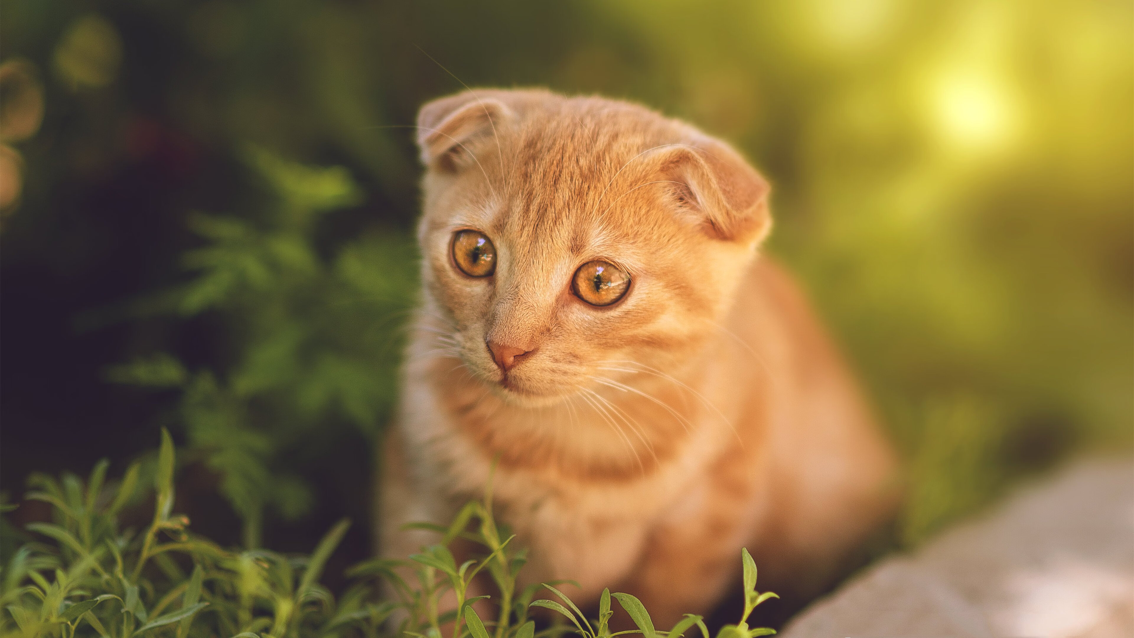 范弗利特独木擎天,鹈鹕完胜火箭印证新时代攻防哲学